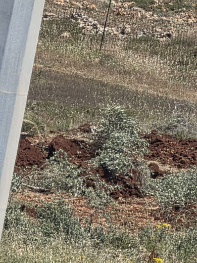 This morning, Israeli settlers bulldozed around 500 olive trees on Palestinian-owned land near the town of Qusra, south 