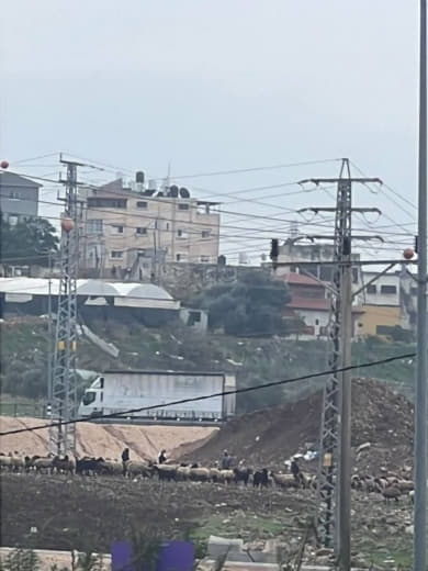 Local sources: Settlers steal hundreds of heads of livestock from the village of Jinsafut, east of Qalqilya