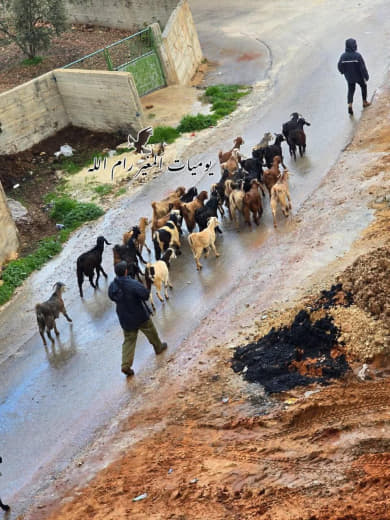 The phenomenon I talked about a while ago has become a daily occurrence Settlers graze their sheep between citizens' hom