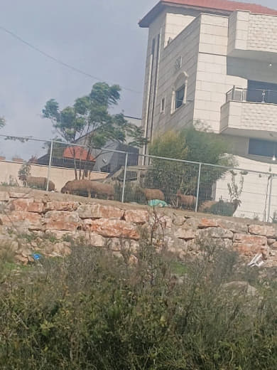 New precedent According to local sources: Settlers graze their sheep between homes and on their doorsteps in the town of