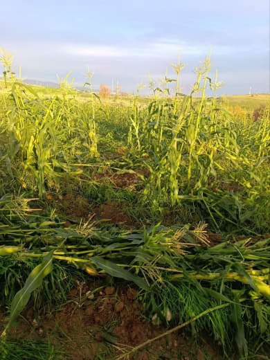 Local sources: Settlers destroy citizens’ crops in Khallet Khader in the Al-Farisiya area in the northern Jordan Valley.