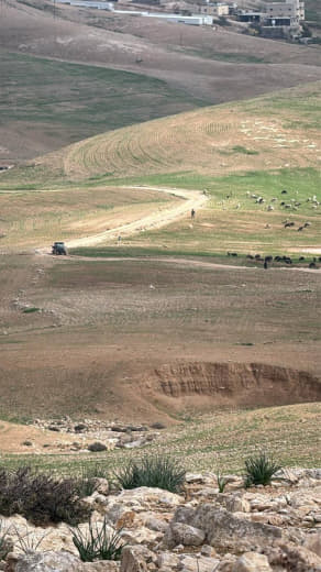 مستوطنون يتلفون محاصيل زراعية للمواطنين من خلال رعيها بأغنامهم غرب قرية النجادة / الكعابنة في بادية جنوب الخليل.