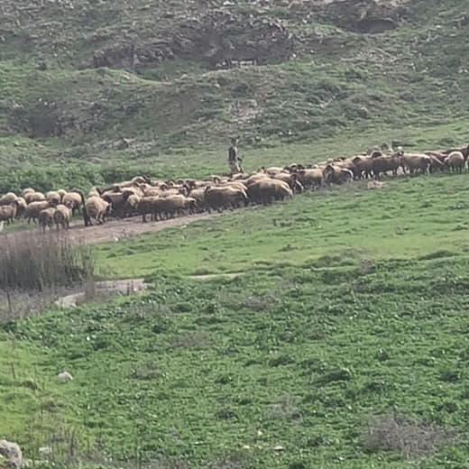 مستوطنون هاجموا الاراضي الزراعية في سهل المسعودية وقاموا بتخريب المزروعات وسرقة  الزوايا  والسياج المحيط بالاراضي . وتم 