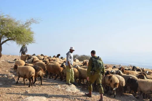 منظمة "البيدر" الحقوقية: المستوطنون سرقوا أكثر من 12 ألف رأس من مواشي الفلسطينيين خلال  2025 وحتى اليوم بقيمة تقريبية 24