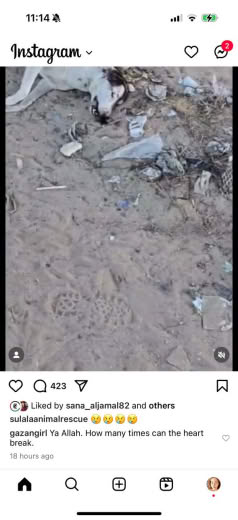 Posted 24 December 2024 on Instagram |  The occupation poisoned dogs.