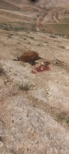 🔻Al Maleh and Bedouin speculators: 🔻Mahdi Daraghmeh, head of the Maleh and Bedouin local council, wrote: 🔻 “Rejection of