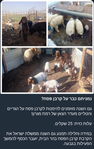Settlers publish about the sacrifices prepared for slaughter at Al-Aqsa...and that the price of the sacrifice is only 25