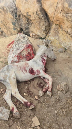 ❗️Israeli settlers stole a donkey from a 10-year-old Palestinian boy from the Al-Ma’azi Bedouin community, near the vill