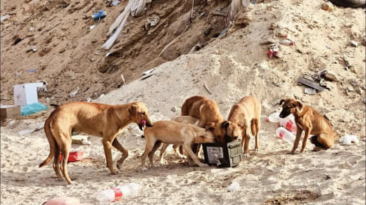 According to Israeli website Walla, Israeli occupation soldiers in Gaza are facing unexpected threats from rats, stray d
