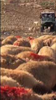 The shepherding communities of the Jordan Valley are on the brink of forced displacement, risking the loss of their ance